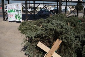 Lee más sobre el artículo Buena respuesta en centros de acopio de pinos navideños en Saltillo