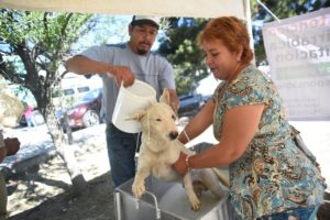 Lee más sobre el artículo Ante altas temperaturas, recomienda municipio de Saltillo cuidar las mascotas
