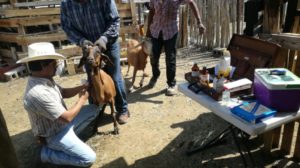 Lee más sobre el artículo Implementa municipio de Saltillo Programa de sanidad y vacunación de ganado en ejidos