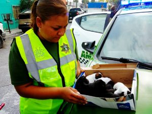 Lee más sobre el artículo Atiende Policía Ambiental denuncias contra maltrato animal