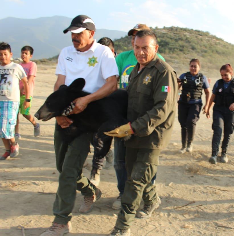 Lee más sobre el artículo Policía Ambiental y SMA recuperan oso en Saltillo