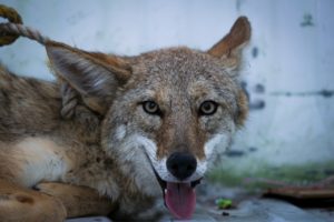 Lee más sobre el artículo Reubica Policía Ambiental un coyote a su hábitat natural